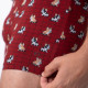 Boxer Marcel - Billybelt